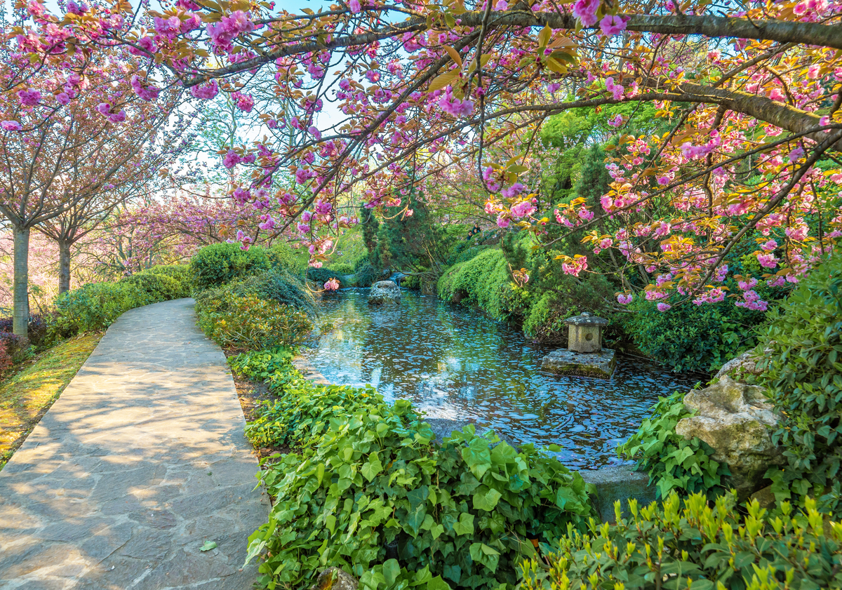 Orto Botanico Roma ciliegi Hamami